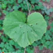 Coeur vert